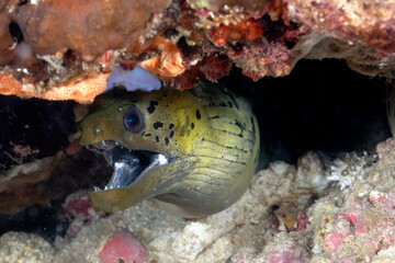 Wall Mural - A picture of a spot face moray