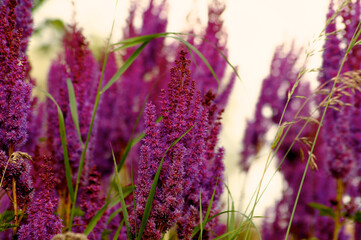 Field of pink and purple flowers 