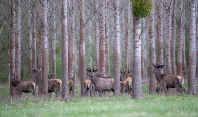 Poster - Group of red deer n forest in spring