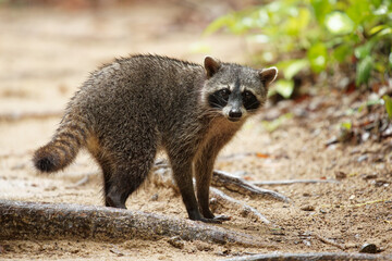 Wall Mural - Raccoon - Procyon lotor also common raccoon, North American raccoon, northern raccoon, or coon, is a medium-sized mammal native to North America in the rain season in Costa Rica
