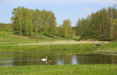 Wall Mural - Idyllic landscape with the swan - Myslecinek near Bydgoszcz, Poland