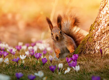 A Fluffy Squirrel Walks Among The Beautiful Snowdrops Of Crocuses In The Spring Sunny Park