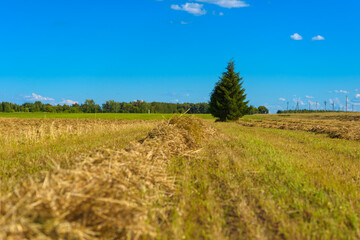 Mown grass in a meadow under a cloudy sky