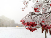 Red Rowan Berries In Hoarfrost In Winter Against The Background Of A Blurred Landscape Of The City.