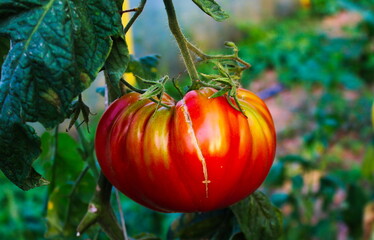 Wall Mural - red tomatoes on the vine