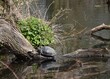 Żółwie w naturalnym srodowisku