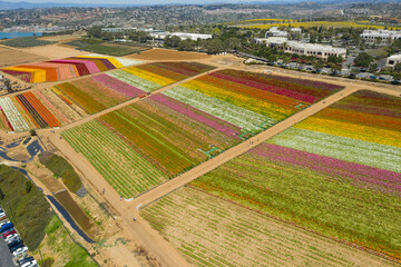 Wall Mural - Drone, aerial shot of Carlsbad Flower Fields on a sunny day