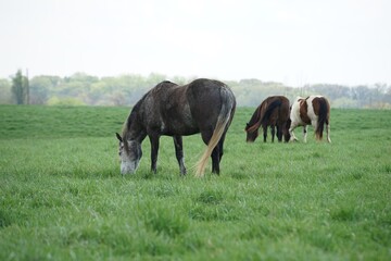 horses grazing in a meadow