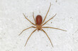 Loxosceles rufescens the Mediterranean recluse spider,violin spider, originated in the Mediterranean region.