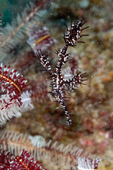 Wall Mural - A picture of a ghost pipe fish