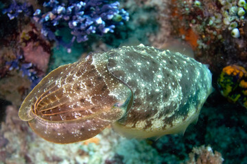 Wall Mural - A picture of a cuttlefish