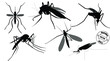 set of black and white insects
