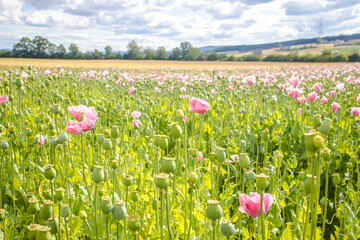 Wall Mural - Meadow in Summer with pink poppies