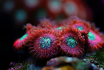 Sticker - Red Magician expensive Caribbean zoanthus polyps in macro shot