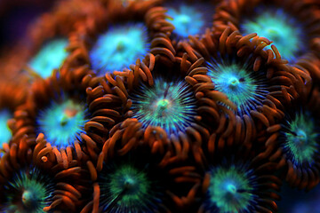 Wall Mural - Multicolored Zoanthus polyps colony in close up focus