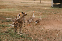 Australian Country Scene Including Kangaroo Standing With A Gaggle Of Geese