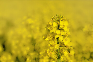 Wall Mural - closeup on a flower of rapeseed growing under yellow blur background