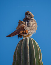 Bird Hawk Falcoln On Cactus
