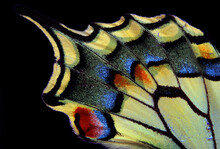 Natural Abstract Pattern. Wings Of Swallowtail Butterfly. Closeup. Wings Of A Butterfly Texture Background.	