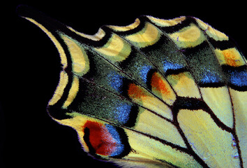 Aufkleber - Natural abstract pattern. Wings of Swallowtail butterfly. Closeup. Wings of a butterfly texture background.	
