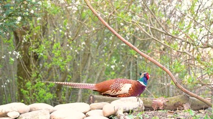 Wall Mural - An Beautiful pheasant eating and singing