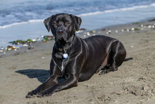 Black Dog On The Beach
