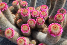 Cactus Florecido, Vista Cenital