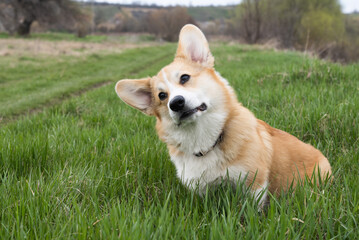 Canvas Print - welsh corgi pembroke dog walking