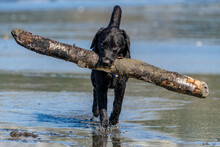 Black Dog Carrying A Big Log