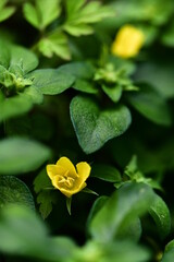 Wall Mural - Lysimachia remota. Lysimachia remota Petitm. Lysimachia formosana Handa