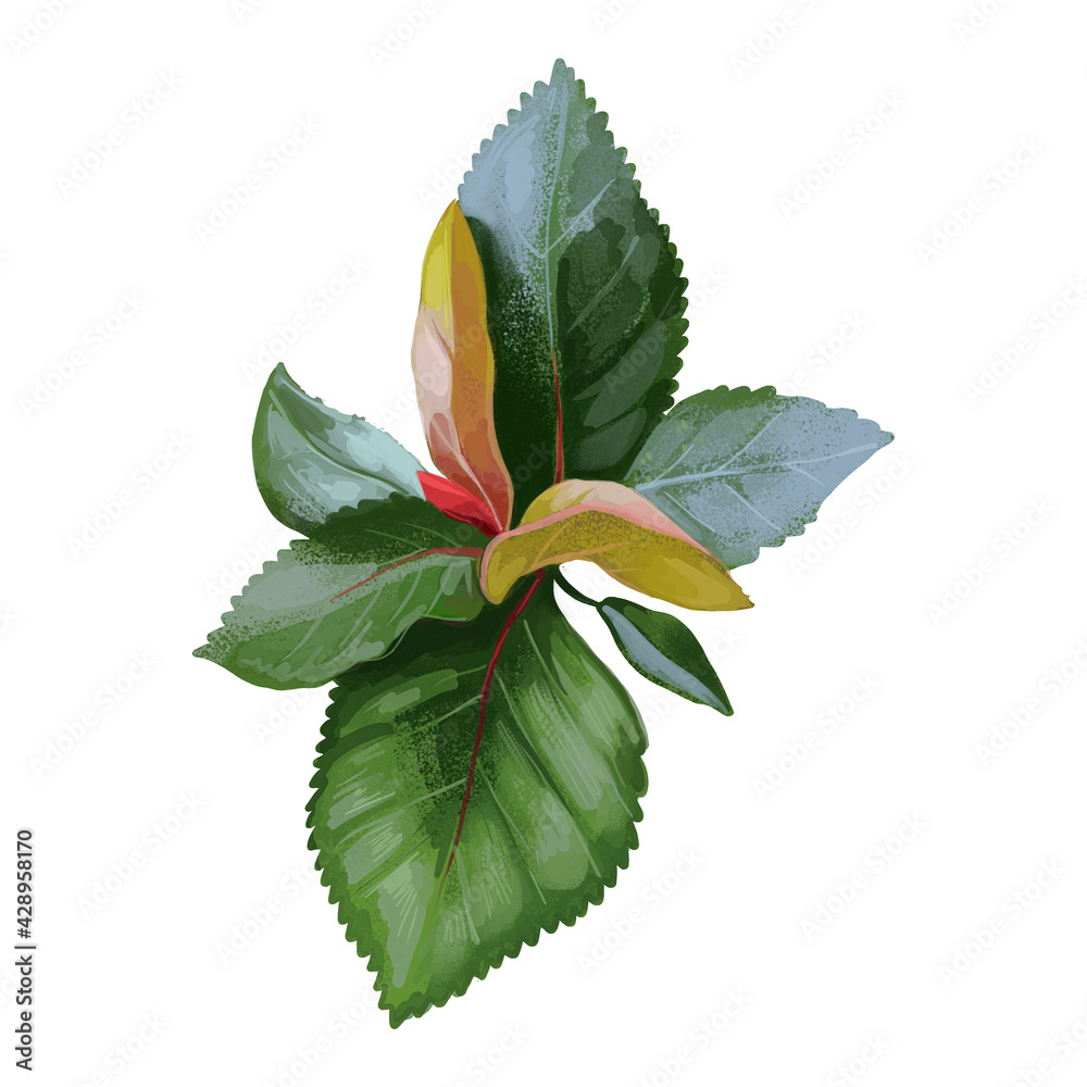 tamarind plant Tamarind Tree 'Tart'