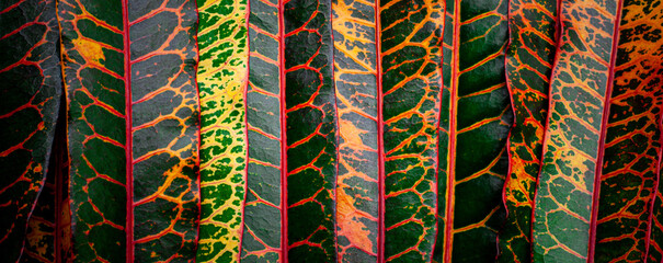 Papier Peint - closeup nature view of colorful leaf background. Flat lay, nature banner concept, tropical leaf