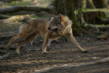 Canvas Print - Loup gris d'Europe