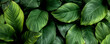 Leinwandbild Motiv closeup nature view of colorful leaf background. Flat lay, nature banner concept, tropical leaf