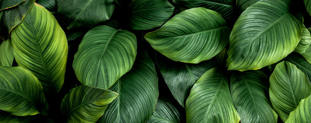 Canvas Print - closeup nature view of colorful leaf background. Flat lay, nature banner concept, tropical leaf