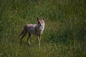 Canvas Print - Coyote