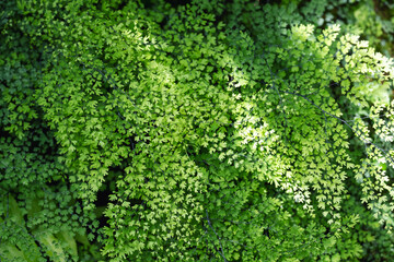  Closeup image of Brittle maidenhair fern or Adiantum tenerum in the garden