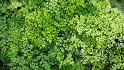  Closeup image of Brittle maidenhair fern or Adiantum tenerum in the garden
