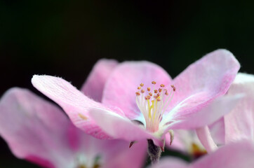 Poster - Ornamental trees: flowers of Japanese flowering crabapple (Malus floribunda)