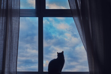 Grey cat looks out the window with white clouds on the blue sky, silhouette