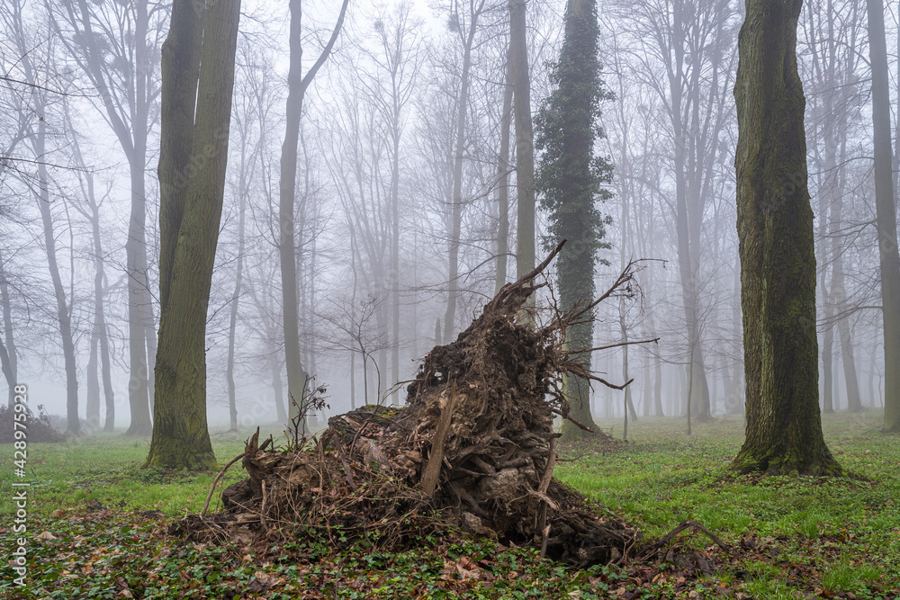 korzeń wyrwanego drzewa w mglistym lesie - obrazy, fototapety, plakaty 