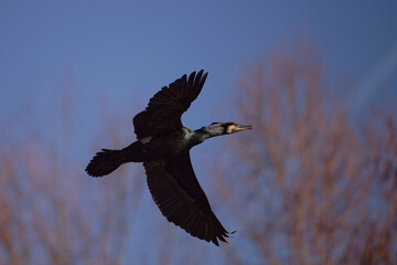 Wall Mural - Grand cormoran