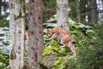 Wall Mural - Eurasian Lynx walks around in the forests of Europe