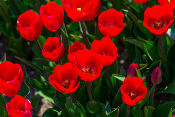 Colorful tulips in an agricultural field in sunlight below a blue cloudy sky in spring, Almere, Flevoland, The Netherlands, April 19, 2021