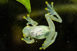 Reticulated glass frog sitting on glass with eggs in its body