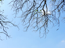 Dry Branch With Blue Sky Background