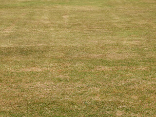 Sticker - green grass and dry grass in the lawn