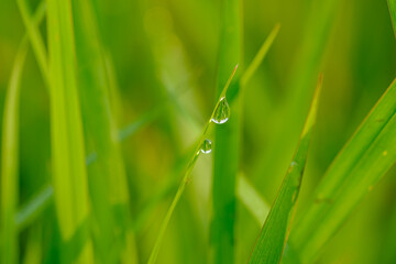 Dew drop purity on green leaf with nature background,In morning