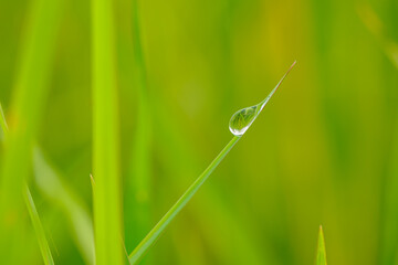 Dew drop purity on green leaf with nature background,In morning