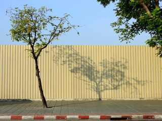 Poster - tree on footpath with shadow on yellow metal sheet of fence in street